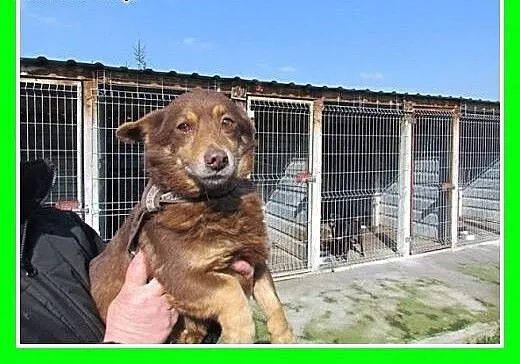 Mały,młodziutki roczny piesek KAPSELEK,przerażony