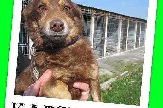 Mały,młodziutki roczny piesek KAPSELEK,przerażony 