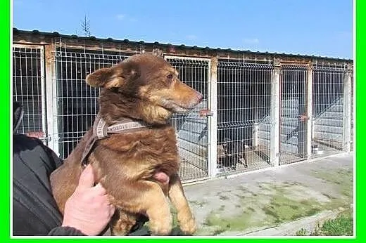 Mały,młodziutki roczny piesek KAPSELEK,przerażony 