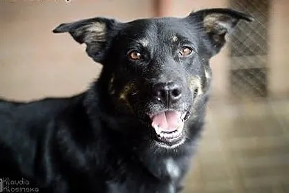 Laki, młody, średniej wielkości psiak, kochający ludzi ADOPCJA,  Kundelki cała Polska