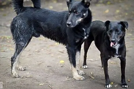 Laki, młody, średniej wielkości psiak, kochający l
