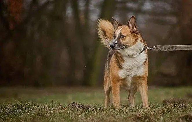 Pokochaj Drago!, Łódzkie, Tomaszów Mazowiecki
