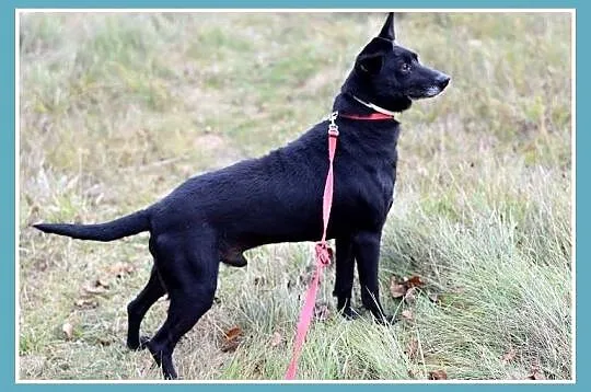 Wyjatkowo przyjacielski,wesoły,łagodny,nieduży 10kg psiak KUBA_Adopcja