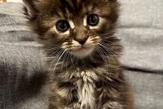 Maine coon kocięta