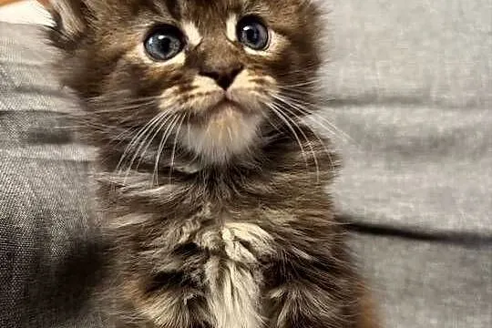 Maine coon kocięta, Pomorskie, Starogard Gdański