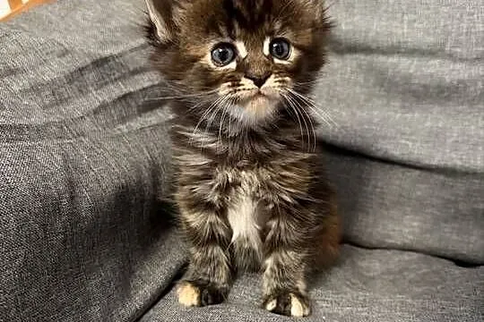 Maine coon kocięta, Pomorskie, Starogard Gdański