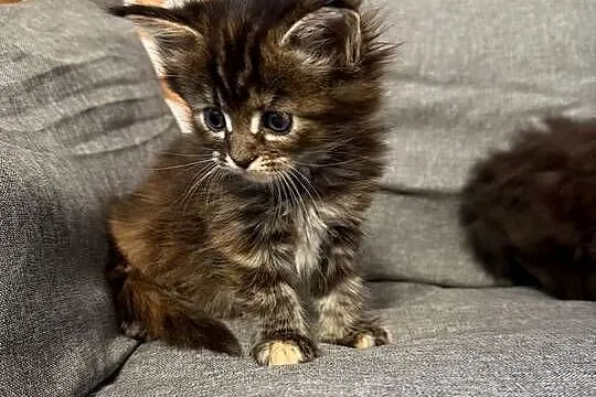 Maine coon kocięta, Pomorskie, Starogard Gdański