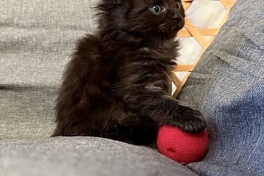 Maine coon kocięta, Pomorskie, Starogard Gdański