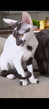 Cornish Rex – kocurek arlekin | gotowy do odbioru | rodowód FPL, , Słupsk