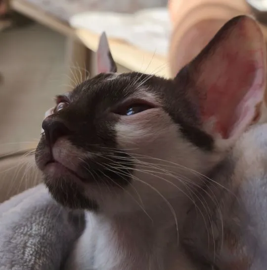 Cornish Rex – kocurek arlekin | gotowy do odbioru | rodowód FPL, , Słupsk