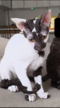 Cornish Rex – kocurek arlekin | gotowy do odbioru | rodowód FPL, , Słupsk