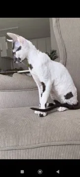 Cornish Rex – kocurek arlekin | gotowy do odbioru | rodowód FPL, , Słupsk