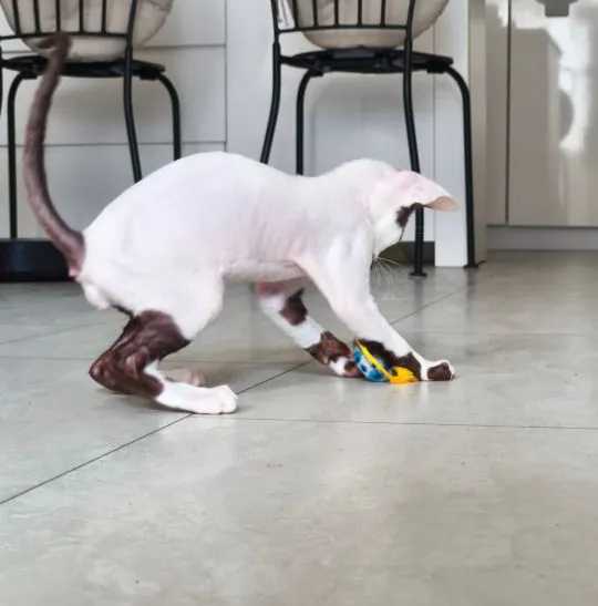 Cornish Rex – kocurek arlekin | gotowy do odbioru | rodowód FPL, , Słupsk