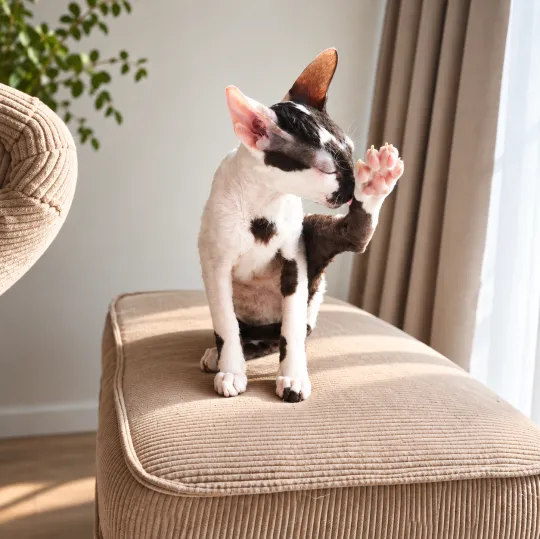 Cornish Rex – kocurek arlekin | gotowy do odbioru | rodowód FPL
