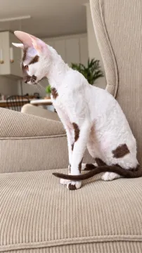 Cornish Rex – kocurek arlekin | gotowy do odbioru | rodowód FPL, , Słupsk