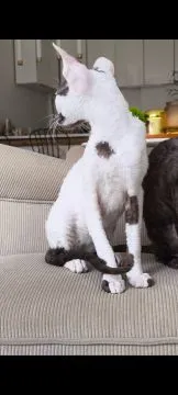 Cornish Rex – kocurek arlekin | gotowy do odbioru | rodowód FPL, , Słupsk