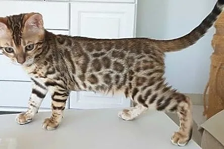 Kot bengalski - bengal cat,  wielkopolskie Konin