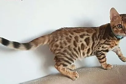 Kot bengalski - bengal cat,  wielkopolskie Konin