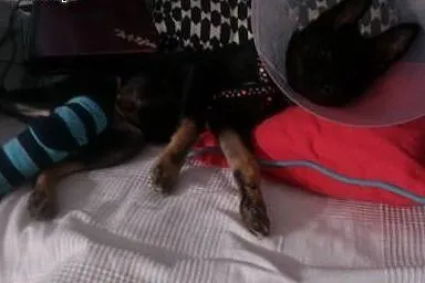 4 mies. GRINGO czeka na ciepły dom!,  mazowieckie 