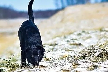 Malaga - słodka labradorka czeka na dom, Borówiec