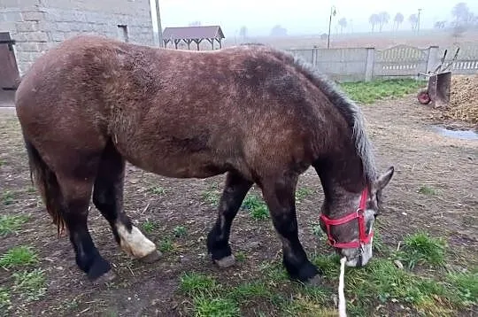 Klacz zimnokrwista, Mazowieckie, Kuczbork-Wieś