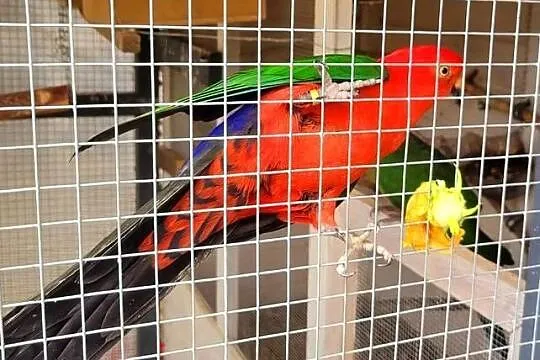 Para lęgowa Szkarłatek Królewskich, Lubuskie, Otyń