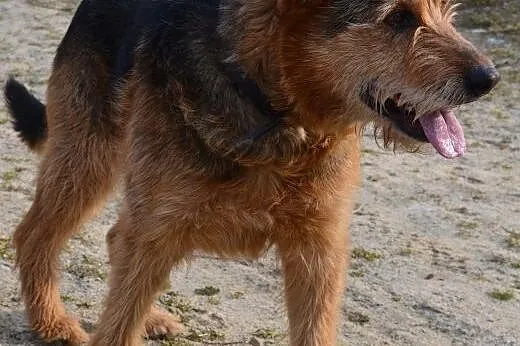 Tropek niucha za swoim człowiekiem....,  lubuskie 