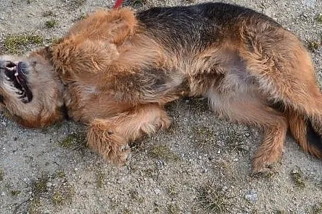 Tropek niucha za swoim człowiekiem....,  lubuskie 
