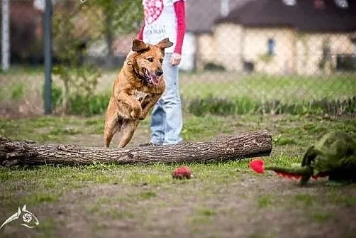 LEJLA nietuzinkowa psia aktywnych ludzi szuka,  śl