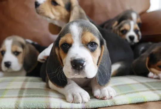 BEAGLE, Szczeniak na sprzedaż Kontakt przez Whatsapp... +48736614543, , Plaskosz