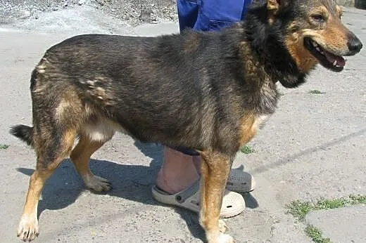 Baron - uratuj go ze schroniska! ,  mazowieckie Wa