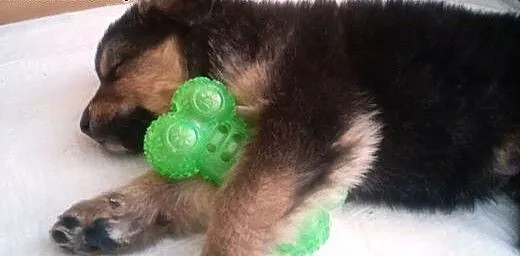 Dwa szczeniaczki około 8 tyg do adopcji , mazowie