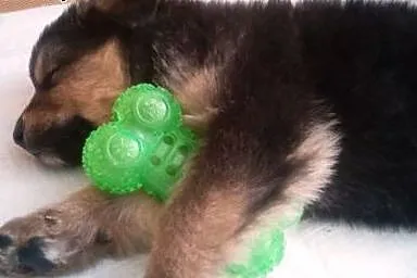 Dwa szczeniaczki około 8 tyg do adopcji , mazowieckie Warszawa