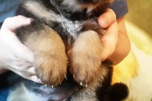 Dwa szczeniaczki około 8 tyg do adopcji ,  mazowie