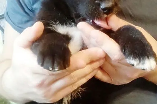 Dwa szczeniaczki około 8 tyg do adopcji ,  mazowie