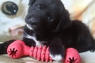 Dwa szczeniaczki około 8 tyg do adopcji ,  mazowie