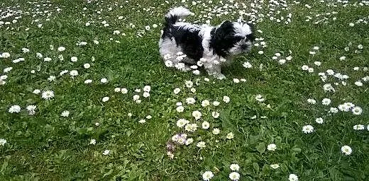 Piesek shih tzu, dolnośląskie Dzierżoniów