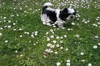 Piesek shih tzu,  dolnośląskie Dzierżoniów