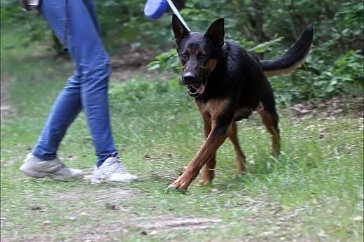 Aresik żywiołowy Owczarek Niemiecki ,  Owczarek ni