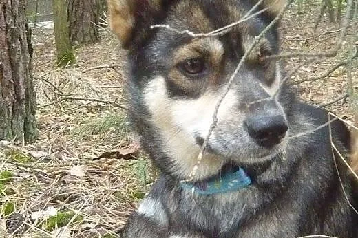 ABI - cudowna wilczasta sunia szuka prawdziwej rod