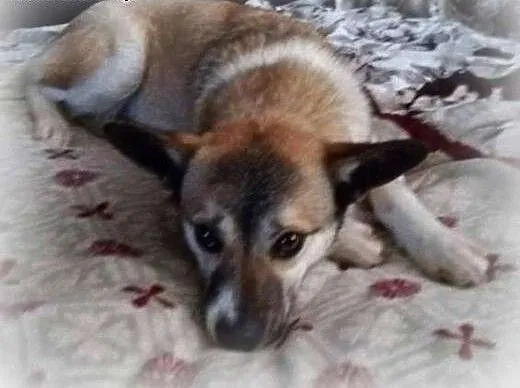 Kruszynka do adopcji, mazowieckie Warszawa