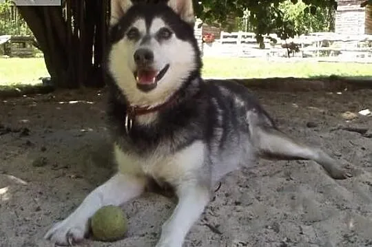 Piękna mądra sunia poleca się do adopcji, Wrocław