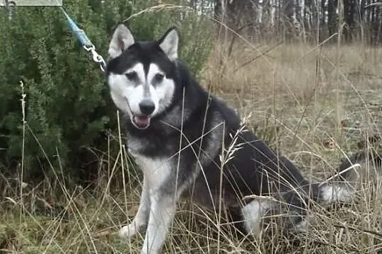 Piękna mądra sunia poleca się do adopcji, Wrocław