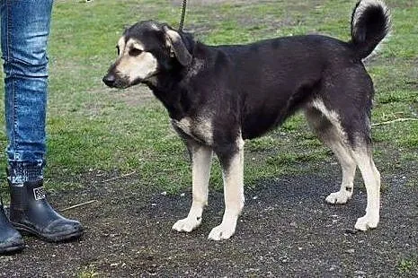 Julka wspaniała sunia kochająca ludzi marzy o cudo