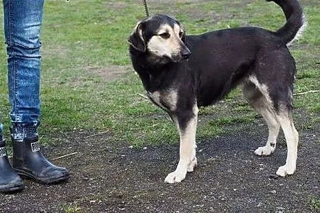 Julka wspaniała sunia kochająca ludzi marzy o cudo