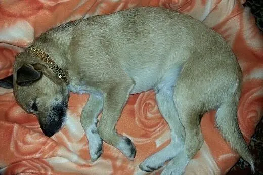Znaleziono pieska około 1roku, okolice Baryczy- Ra