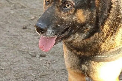 Towarzyski Sam szuka kochającej rodziny :),  mazowieckie Józefów