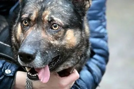 Towarzyski Sam szuka kochającej rodziny :),  mazow