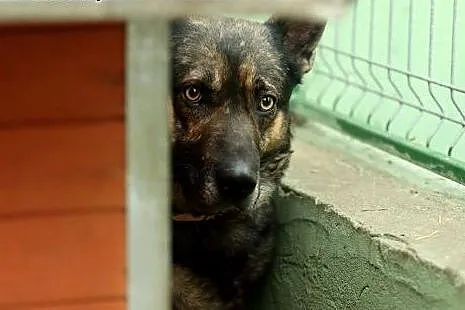 Towarzyski Sam szuka kochającej rodziny :),  mazow