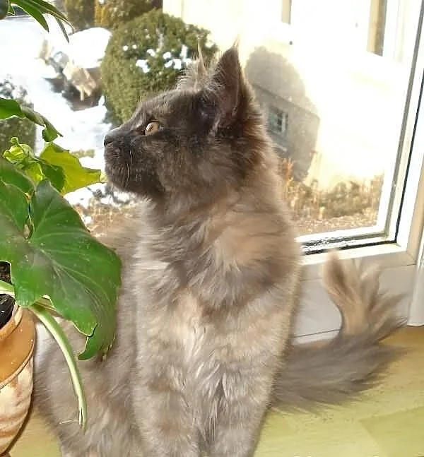 Kocięta Maine Coon